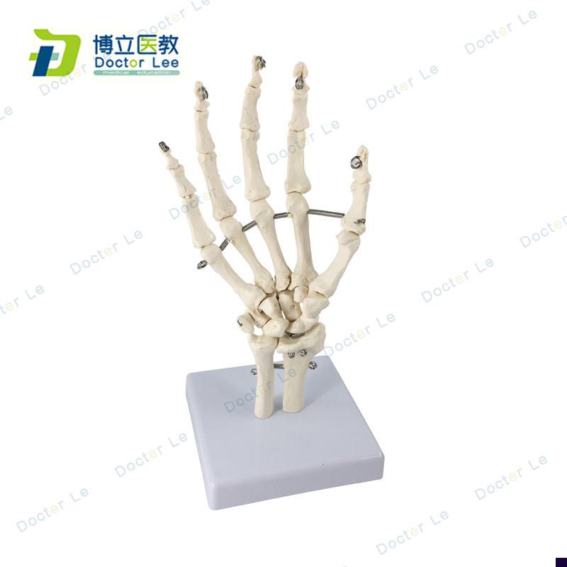 艺用医用b绘画人体手关节模型手骨模型手指骨手掌骨骷髅手骨可活