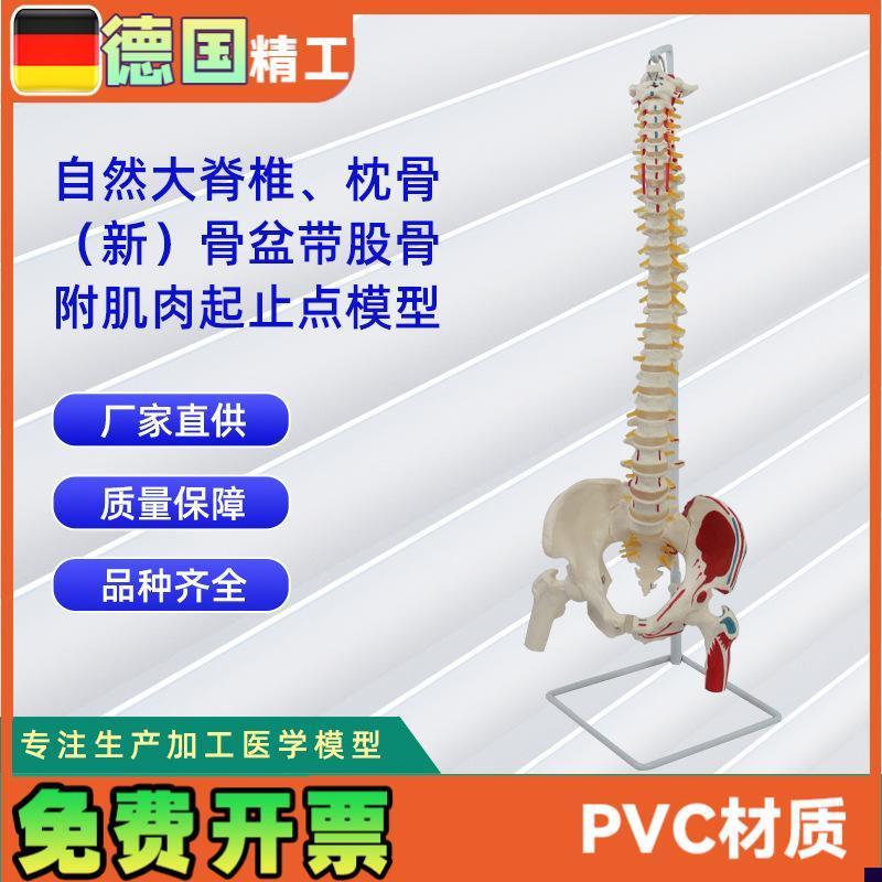 自然大脊椎带i枕骨新骨盆带股骨附肌肉起止点模型教学模型
