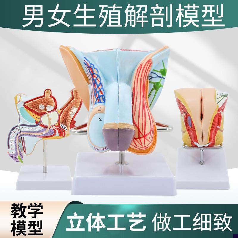 男性内外生殖器官模型男性生殖解剖模型睾S丸模型阴茎模型
