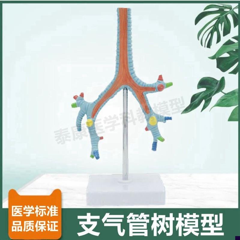 人体支气管树模型呼吸道器官医用生物教学病理气管壁吸.烟人的气