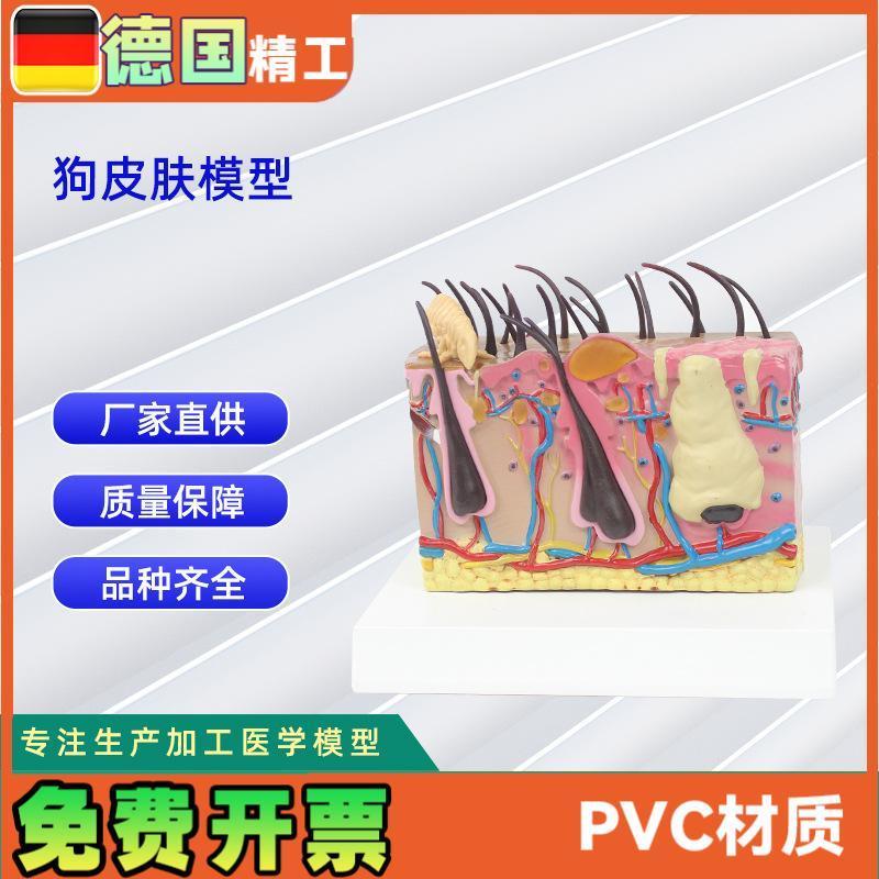 狗皮肤模型仿真虫咬狗犬皮肤结构解剖模型X宠物教学模型