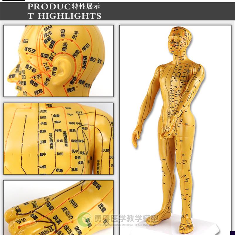 清晰大字体经络模型m人体模型人体针灸模型/人体穴位模型/男50cm