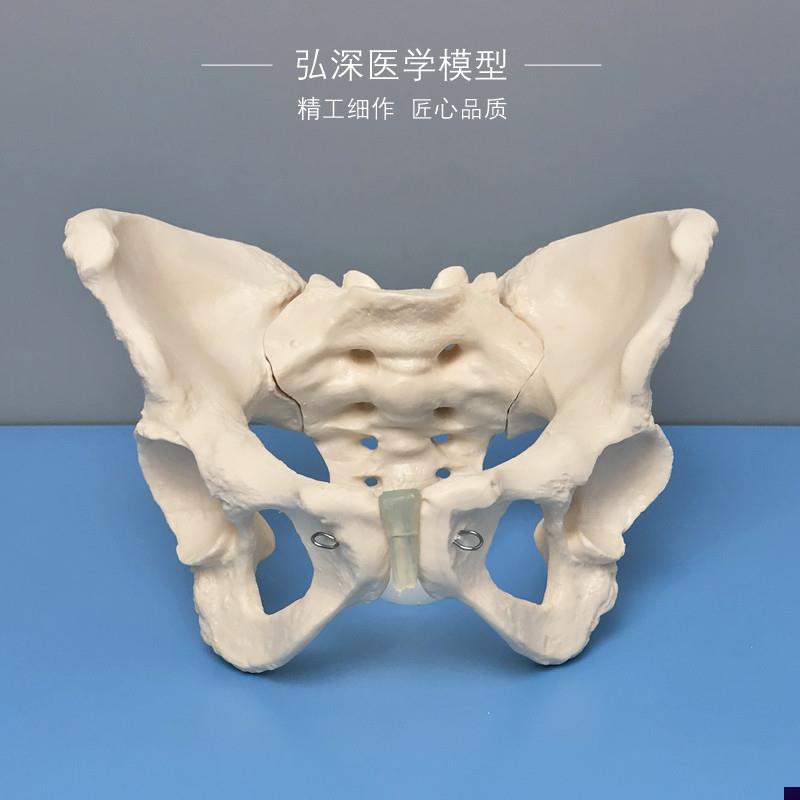 女性骨盆模型人体成人o骨科盆骨骼耻骨骶骨妇产科助产教学医学模