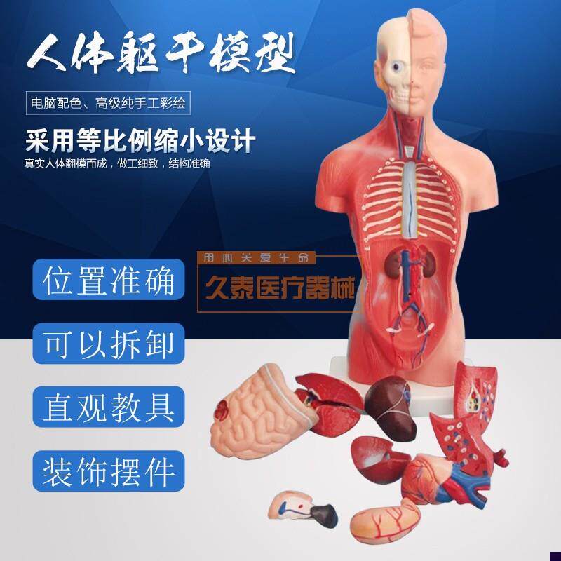 人体躯干模型人体内脏器官解剖中小学生理P教育解剖学内脏结构