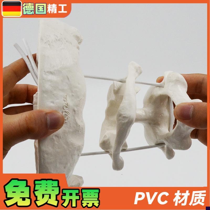 德国】人体枕骨带寰椎枢椎可活动拆卸骨骼放大模型医用Z教学正骨