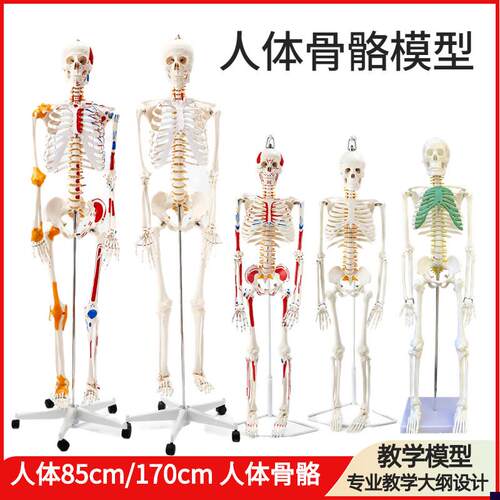 85CM人体骨骼带神经带椎间y盘模型骨架附肌肉起止点着色及韧带模