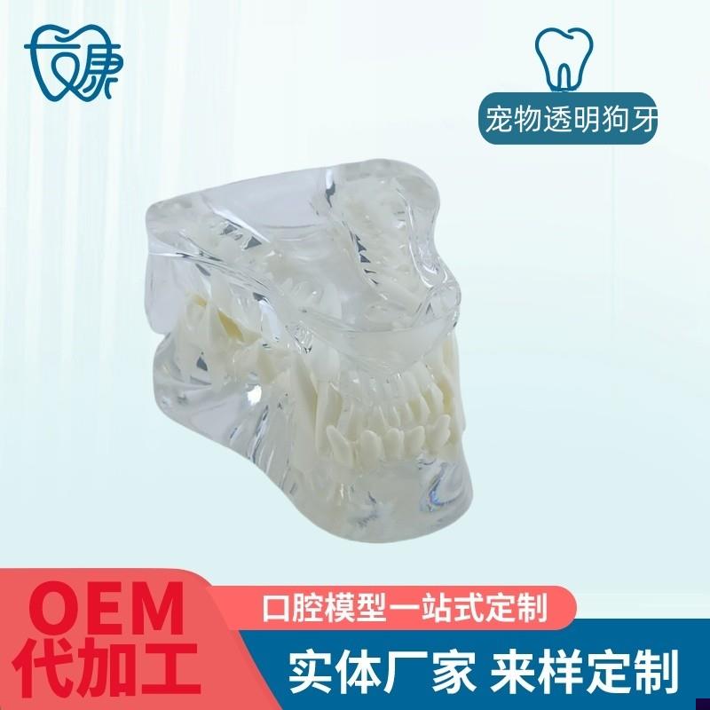 宠物牙齿模型透明狗牙猫牙口腔犬牙教学演示动物倒模X具猫兽医包