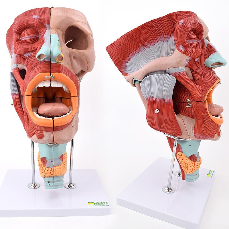 ENOVO颐诺h鼻口咽喉腔肌模型鼻腔擦拭检测教学舌头颈部喉腔肌肉神