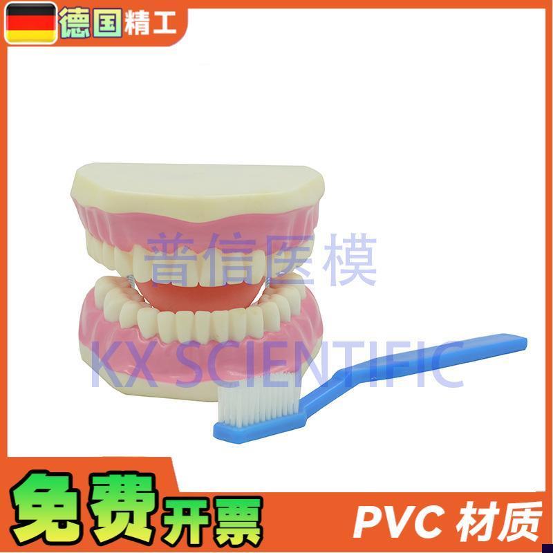 德国】KX-A520p普信牙科口腔模型刷牙教学牙医教具放大牙保健