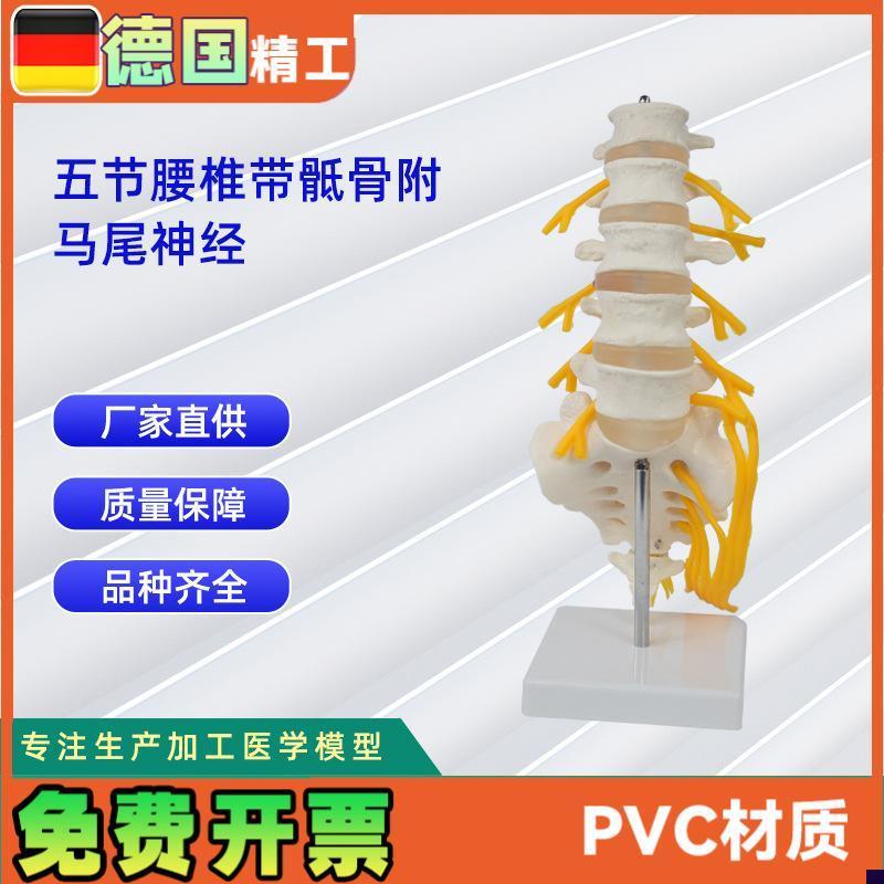 5节腰椎带骶骨打开z附马尾神经人体骨骼模型