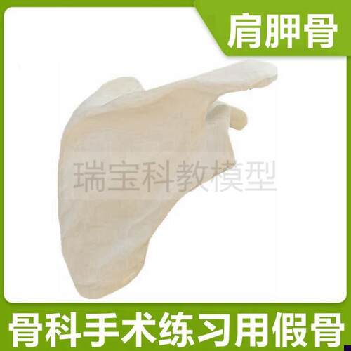 肩胛骨模型1比1仿真骨科手术练习C用假骨左右侧肩关节肱骨人体标