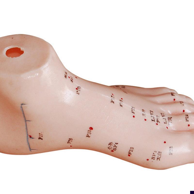 厂家直销13CM足针灸模型针灸B穴位足模型足部穴位模脚针灸模型