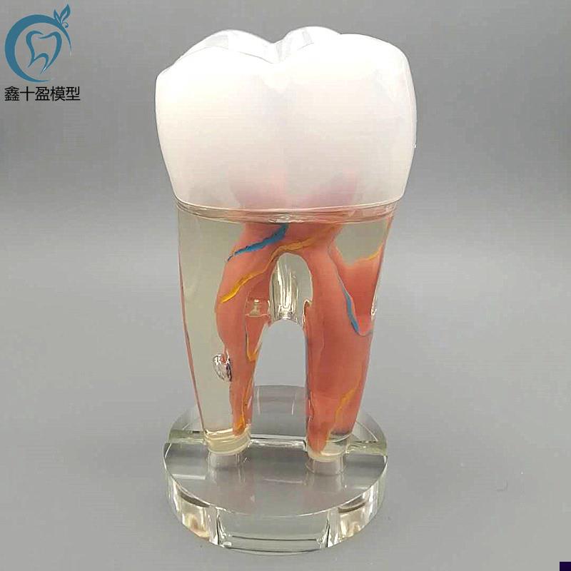 10倍牙齿模型牙形摆台口腔牙科教学演示模型牙医诊Y所装饰礼品