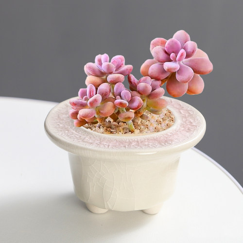 陶瓷多肉花盆简约帽檐盆桃蛋