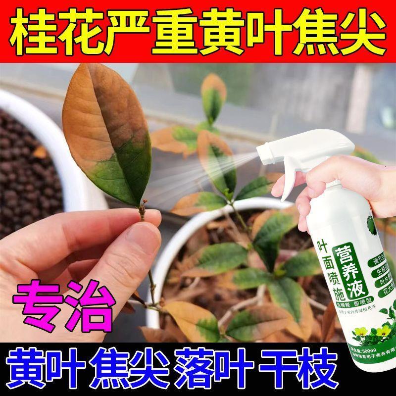 酸性植物营养液桂花营养液专用桂花叶子干尖焦尖黄生根药水免稀释