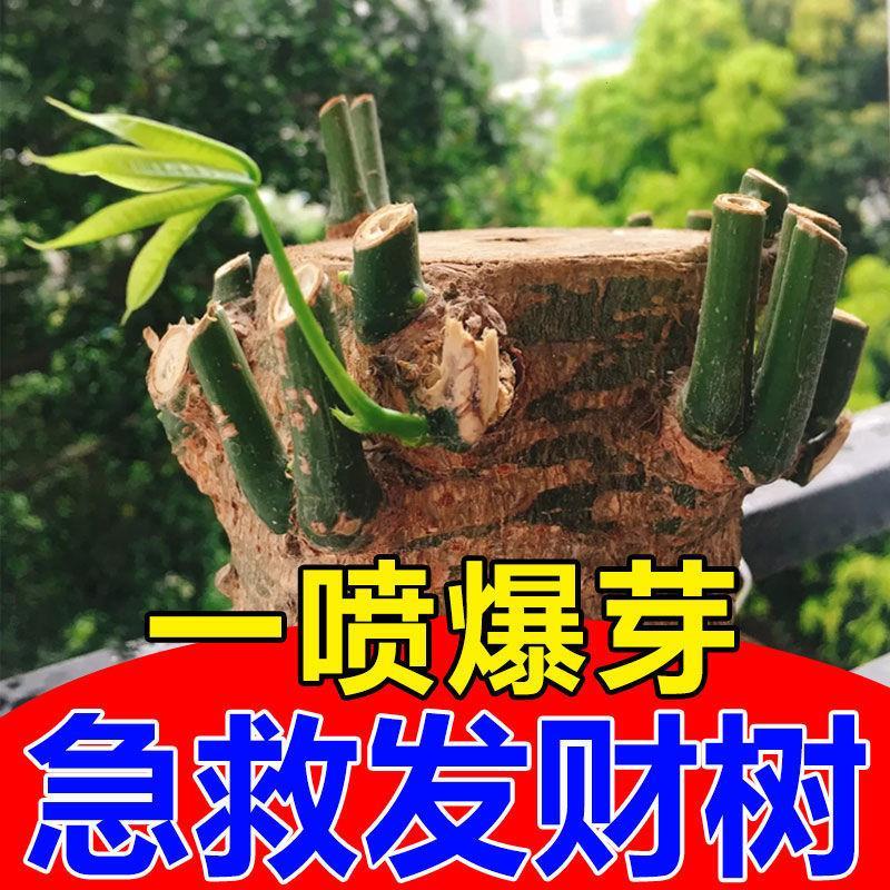 发财树营养液【爆新芽】治叶子发黄掉叶枯萎烂根促生根专用液体肥