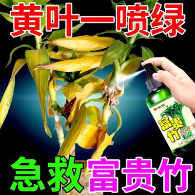 【一喷绿】富贵竹专用营养液转运观音竹子水培土培家用植物养花肥