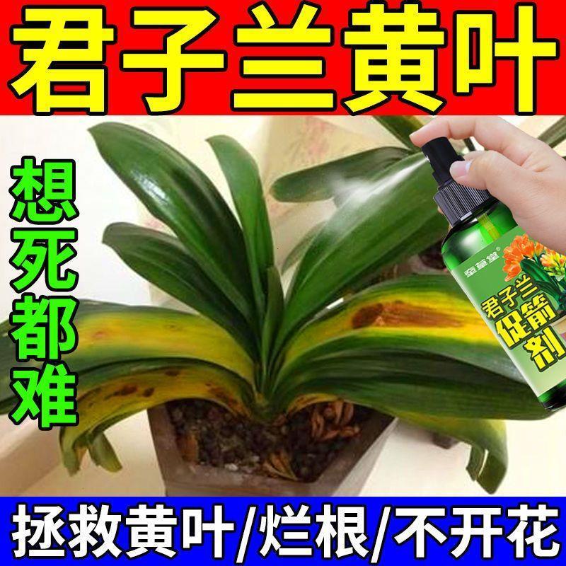 君子兰黄叶子怎么办】君
