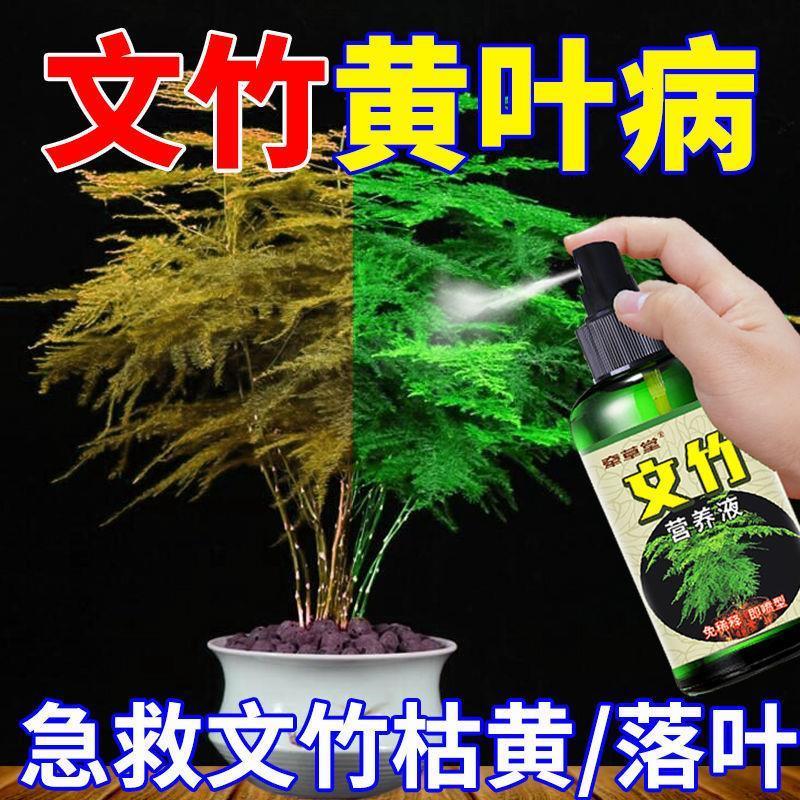 叶子发黄怎么办】文竹专