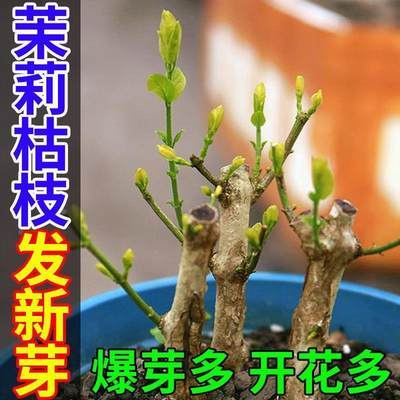 茉莉花专用营养液黄叶干