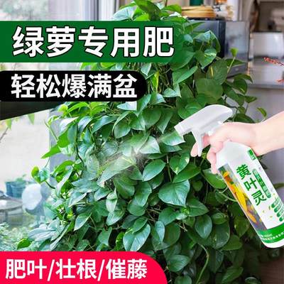 绿萝营养液专用肥料防黄叶黑斑盆栽室内花卉绿植养花通用型复合肥