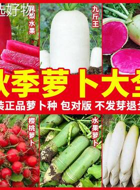 Carrot Seeds All Seasons Pineapple Fruit Carrot Seeds Four