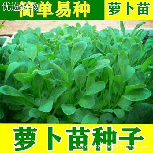 Carrot seedlings, seeds, and specialty foods. Radish seedli