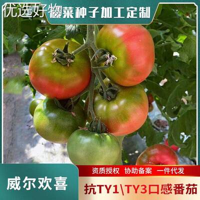 Strawberry tomato seeds, fruit tomato seeds, sweet and sour
