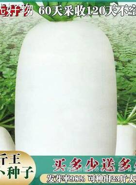 Nine pound king white radish seeds, summer sowing, heat-res