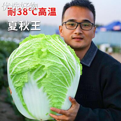 Summer and Autumn King Chinese Cabbage Seeds, Seeds, Vegeta