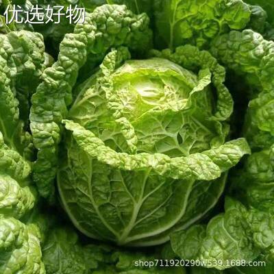 Yeduoduo Chinese cabbage seeds, hot pot Chinese cabbage, hi