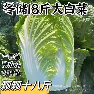18 pounds of Chinese cabbage seeds, a complete collection o