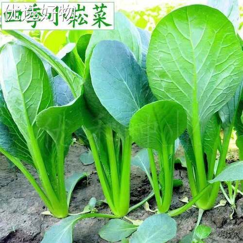 Xiaosongcai seeds are refreshing, sweet, and crispy. They c