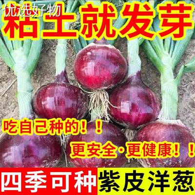 Onion seeds, purple skinned onions, raw, extra large potted