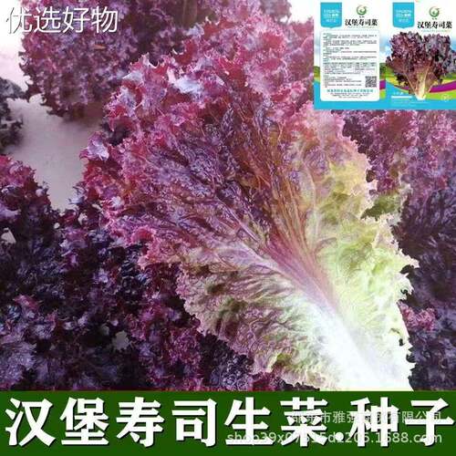 Burger sushi lettuce seeds, purple leaf lettuce vegetable s
