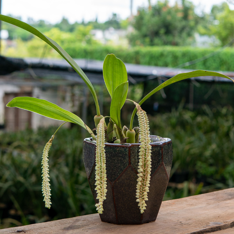 匠人花圃宿苞石仙桃石豆兰花盆栽植物吊兰长花箭附生好养耐干喜阴