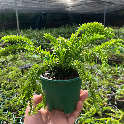 柳叶石松绿植盆栽蕨类好养活观叶植物多年生空气凤梨鹿角蕨免打理