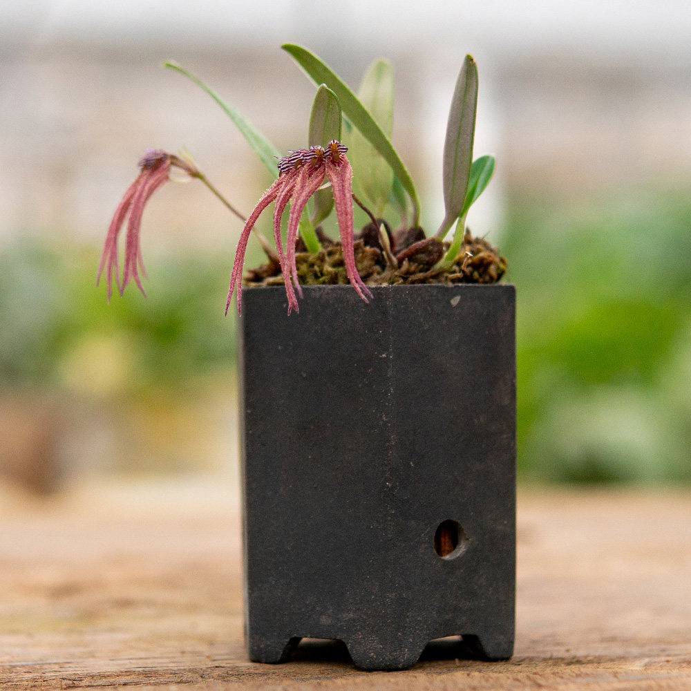 匠人花圃石豆兰原泰国卷瓣兰小巧精致红色匠人花圃雨林缸植物附生