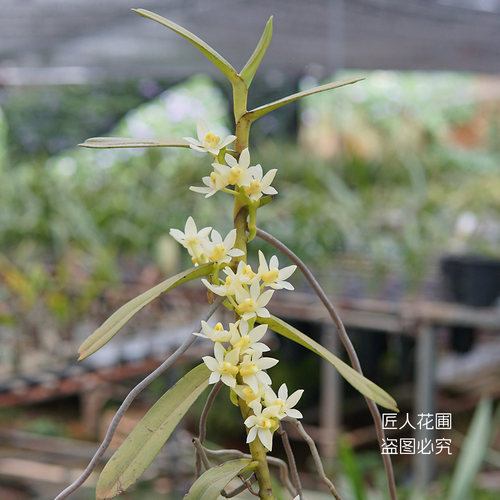 吉氏白点吊兰盆栽植物匠人花圃