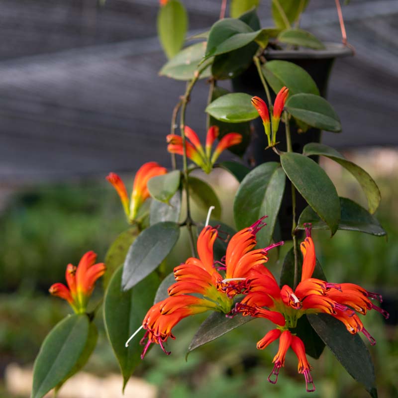 匠人花圃芒毛苣苔宽叶品种