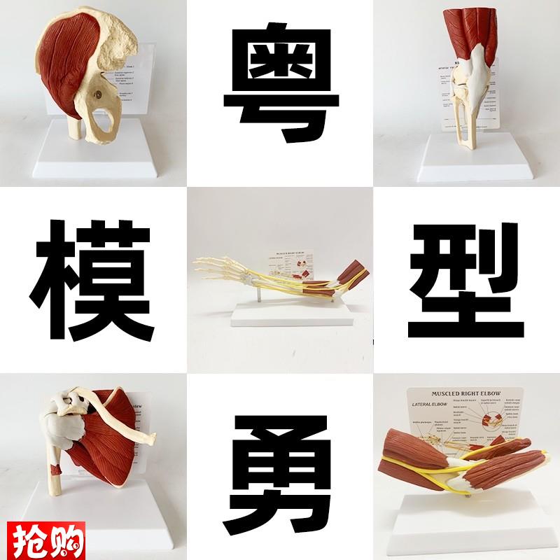 人体关节附肌肉模型o盂肱关节肩锁关节肩峰结构肘膝关节肌肉解剖