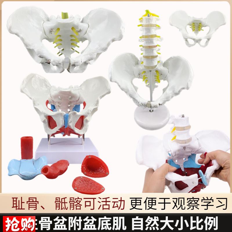 女性骨盆盆底肌肉模型人s体分娩助产解剖教学医学盆腔器官结构模