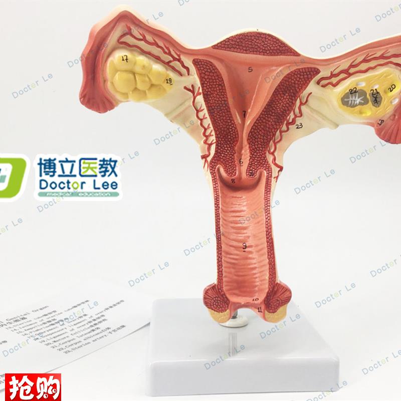 人体子宫解剖模型女性生殖系C统计生教育演示器材厂家直销