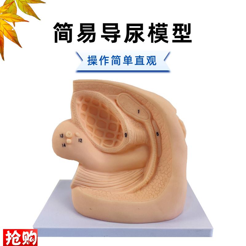 人体内外生殖器解剖及女性性导尿模型男J性泌尿系统生殖系统模型