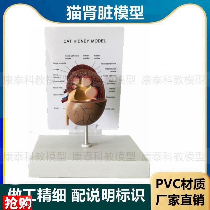 猫咪肾脏模型仿真塑胶模具猫科动C物内脏泌尿器官宠物医生兽医教