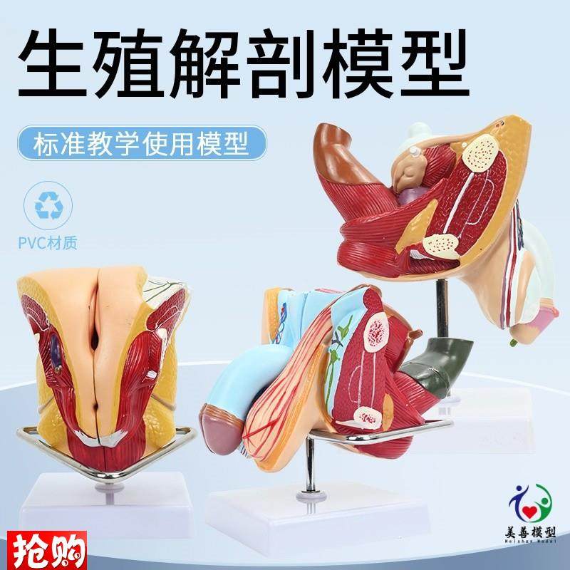 教学男女性生殖系l统模型泌尿系统教学模型矢状人体器官解剖模型