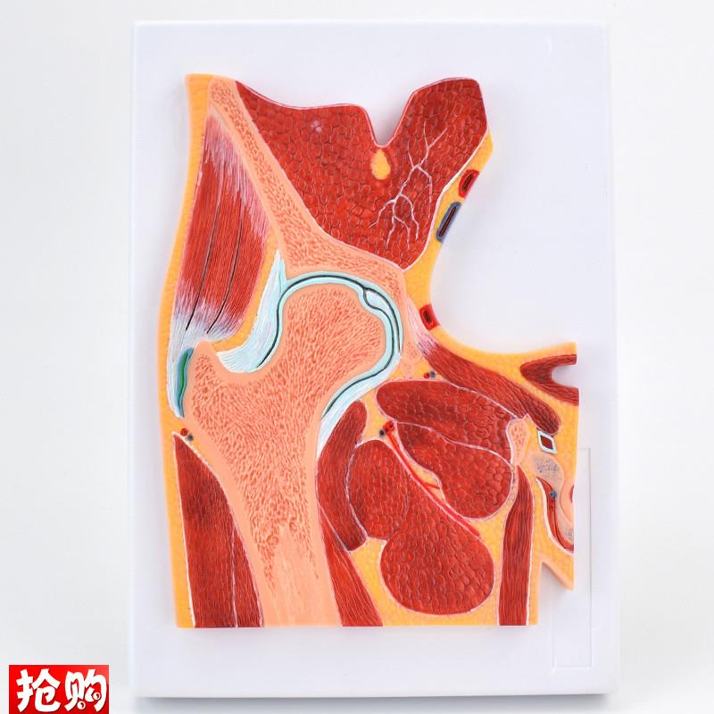 ENOVO颐诺医学解剖髋r关节骨骼肌肉模型髋关节剖面构造MRI骨科关