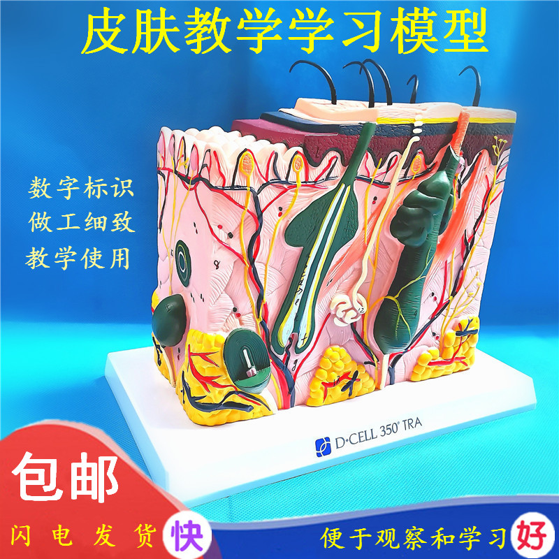 医学放大人体皮肤组m织结构解剖模型微创皮肤教学模具美容皮肤模