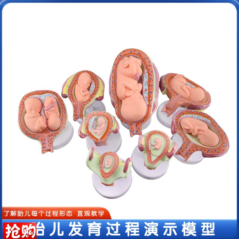 政河妊娠胚胎发育过程胎儿形成模型医院学校O用具人体胚胎教学模