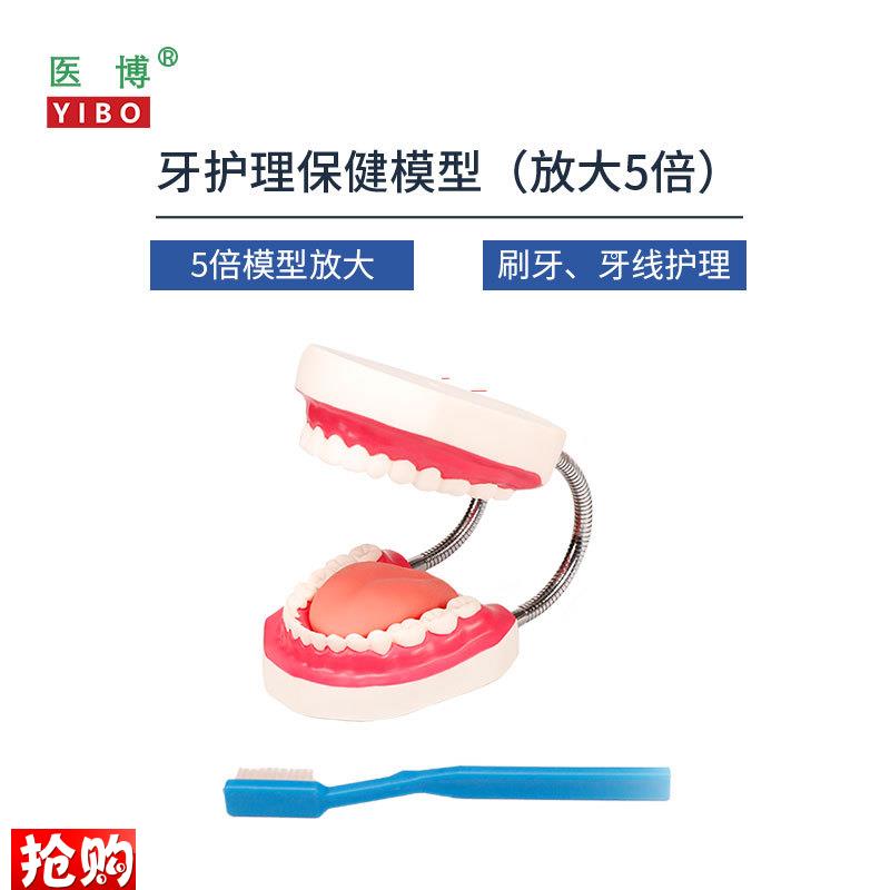 医博BIX-HhY护理保健牙齿模型儿童早教刷牙模型口腔教学幼儿园儿